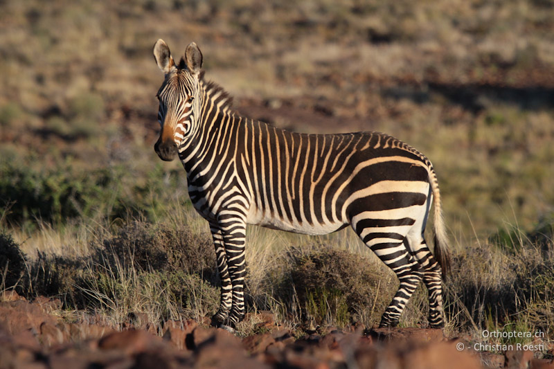 Dating-apps in südafrika