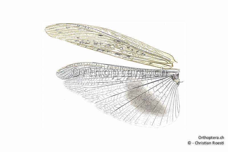 Orthoptera Ch Zeichnungen Kurzfuhlerschrecken