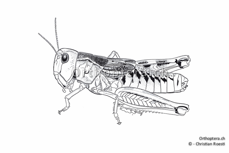 Orthoptera Ch Zeichnungen Kurzfuhlerschrecken