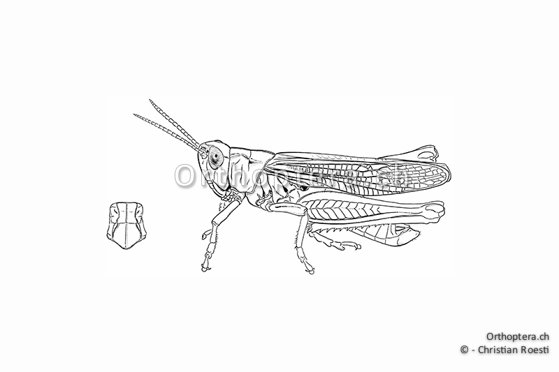 Orthoptera Ch Zeichnungen Kurzfuhlerschrecken