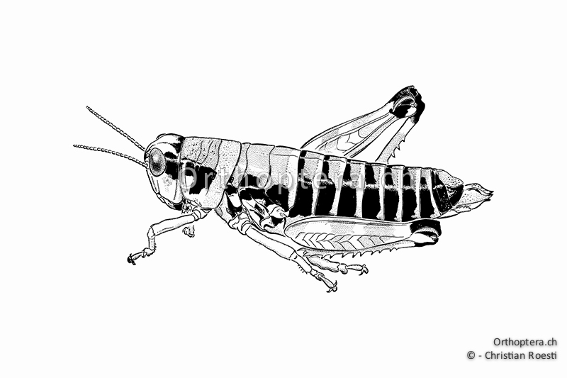 Orthoptera Ch Zeichnungen Kurzfuhlerschrecken