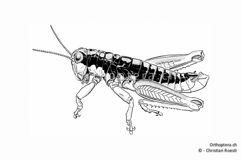 Orthoptera Ch Zeichnungen Kurzfuhlerschrecken