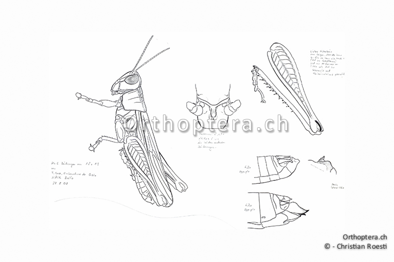 Orthoptera Ch Zeichnungen Kurzfuhlerschrecken