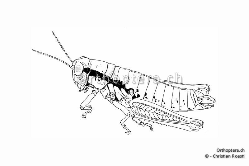 Orthoptera Ch Zeichnungen Kurzfuhlerschrecken