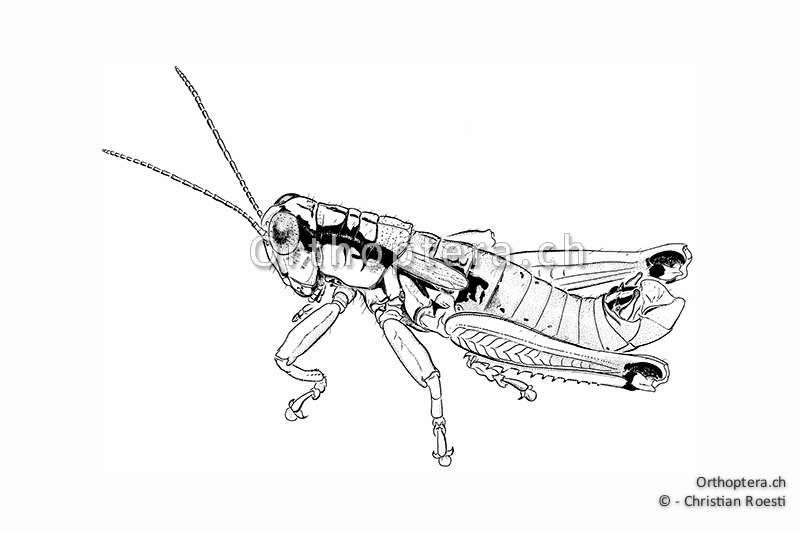 Orthoptera Ch Zeichnungen Kurzfuhlerschrecken