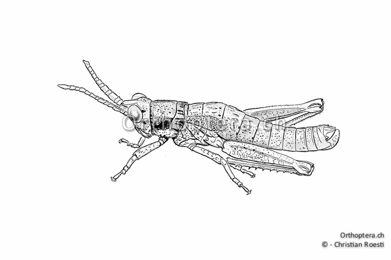 Orthoptera Ch Zeichnungen Kurzfuhlerschrecken