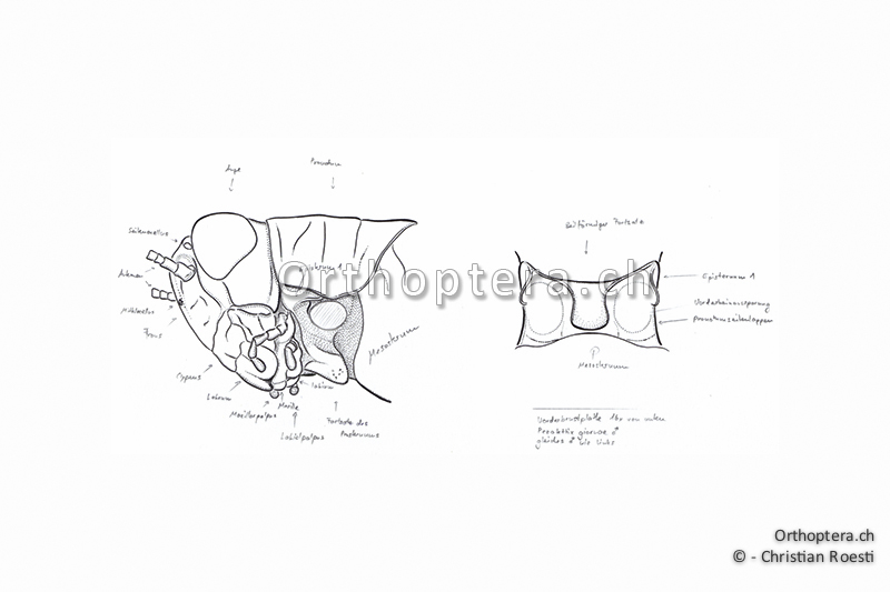 Orthoptera Ch Zeichnungen Kurzfuhlerschrecken