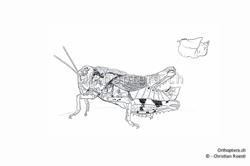 Orthoptera Ch Zeichnungen Kurzfuhlerschrecken