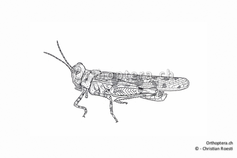 Orthoptera Ch Zeichnungen Kurzfuhlerschrecken