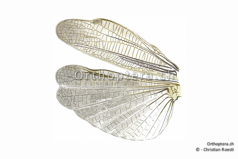 Orthoptera Ch Zeichnungen Kurzfuhlerschrecken