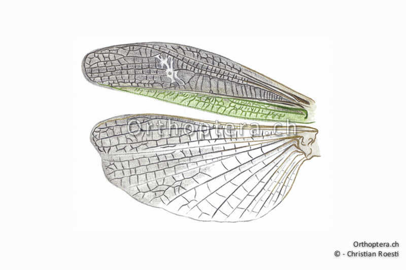 Orthoptera Ch Zeichnungen Kurzfuhlerschrecken