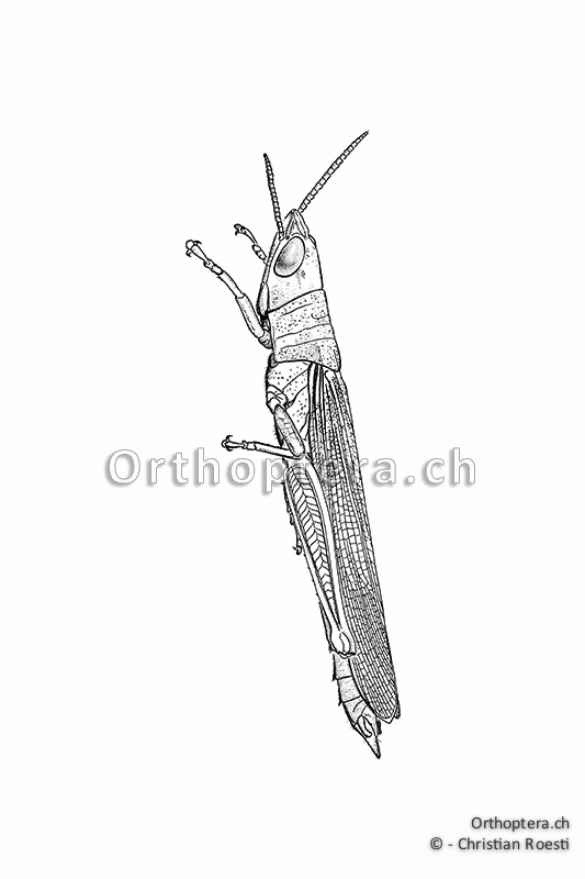 Orthoptera Ch Zeichnungen Kurzfuhlerschrecken