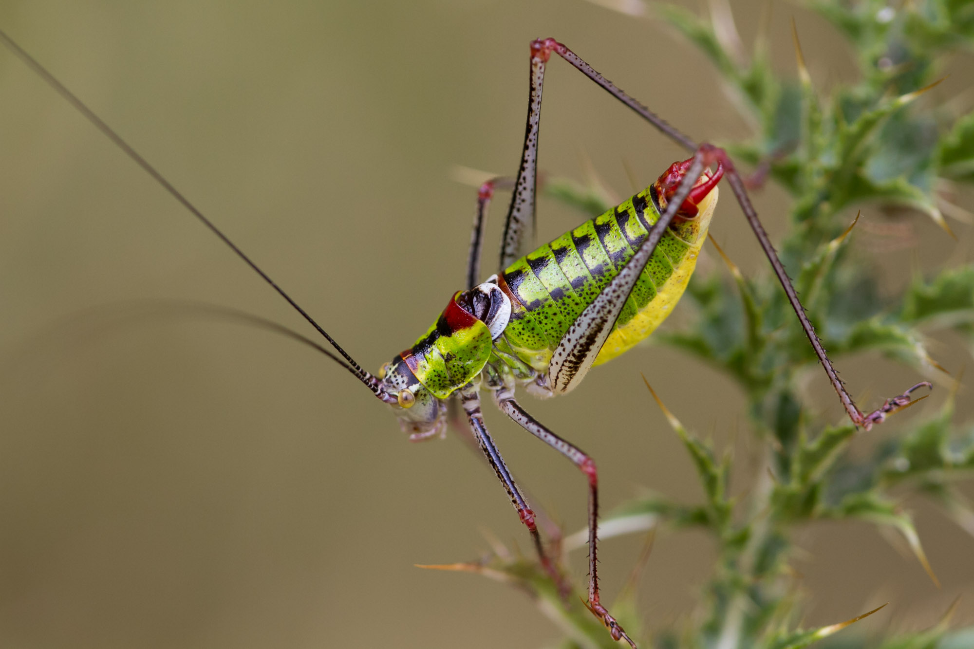 Poecilimon thoracicus