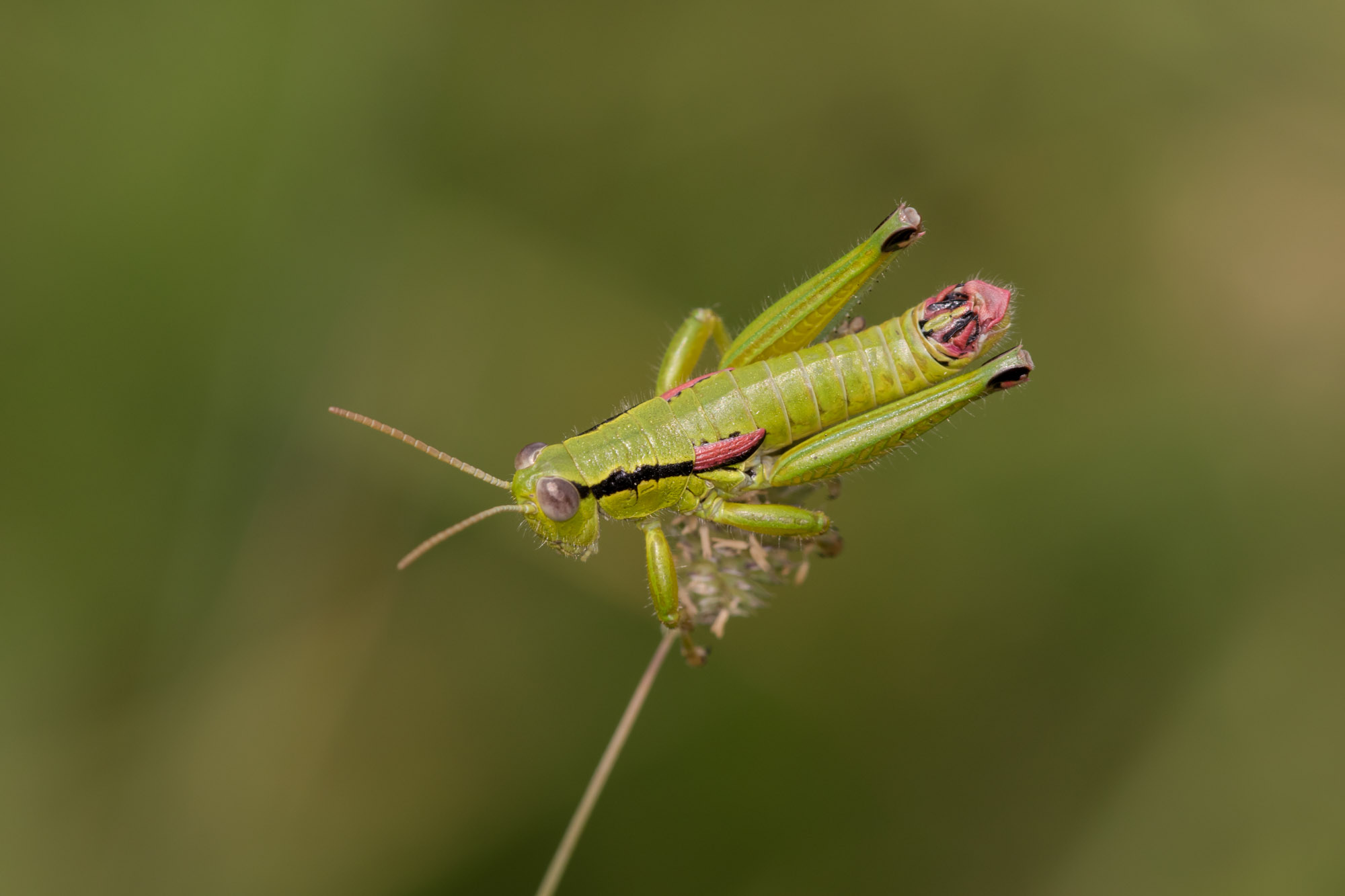 150724 7dII IMG 126747