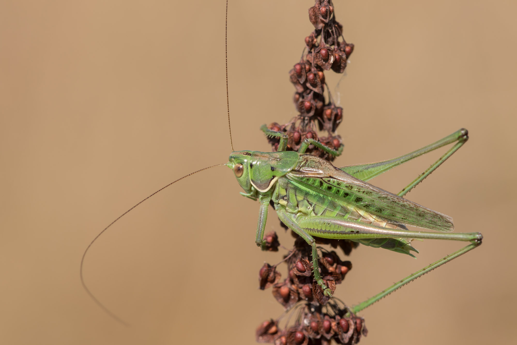 160707 7dII IMG 142014