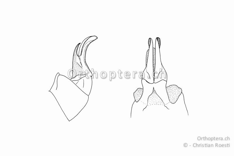 Penis von Calliptamus italicus ♂ von der Seite (links) und von hinten (rechts).