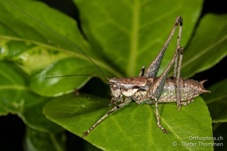 Rhacocleis annulata