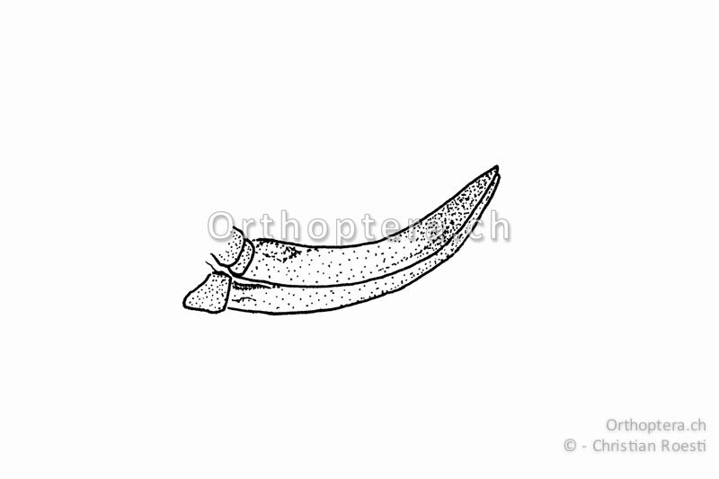 Legeröhre von Pholidoptera griseoaptera ♀.