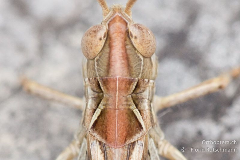 Halsschild von Omocestus petraeus ♂ - HR, Lika-Senj, Velebit Nationalpark, 27.07.2014
