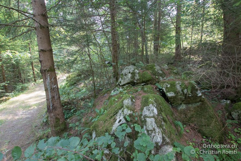 Wald mit Blockschutt - CH, GR, Puschlav, 25.07.2019