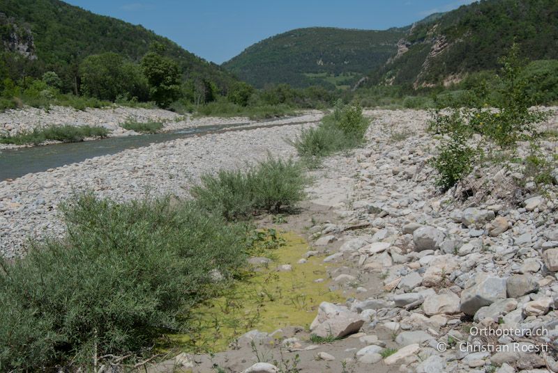 Feuchte Senke entlang eines Alpenflusses - FR, Drôme, Lus-la-Croix-Haute, 25.05.2009