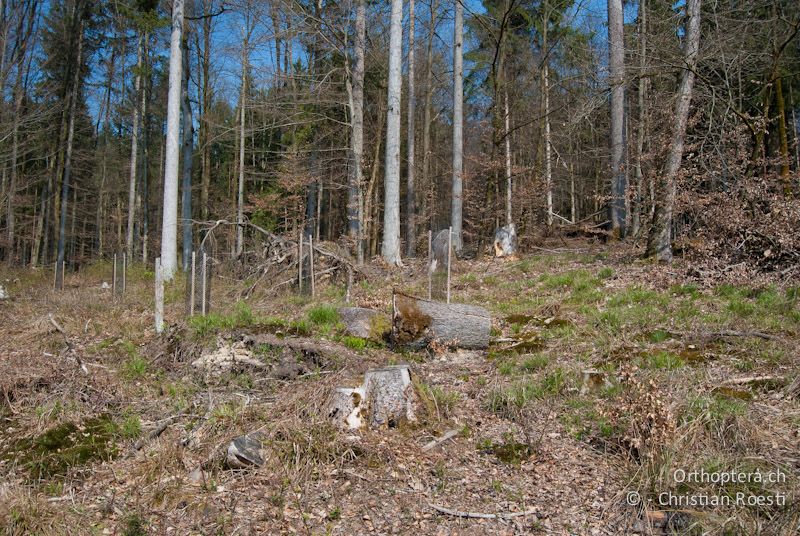 Waldlichtung mit Falllaub und offenen Bodenstellen. Lebensraum von Tetrix undulata und Tetrix bipunctata - CH, BE, Bickigen, 14.04.2010