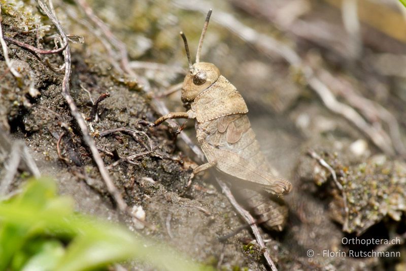 2. Larvenstadium von Psophus stridulus - AT, Vorarlberg, Grosses Walsertal, 23.05.2011