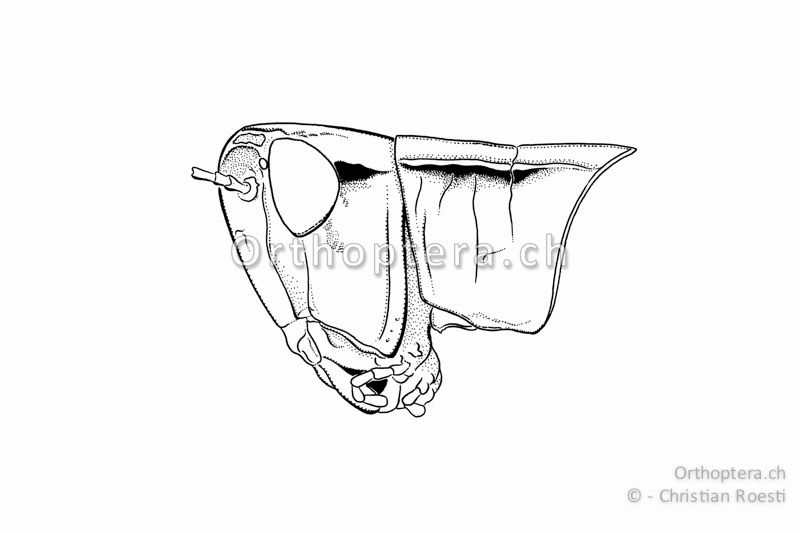 Kopf und Halsschild von Chorthippus albomarginatus ♀. Der Kopf ist im Vergleich mit Euchorthippus declivus schlank und klein. Dem Halsschild fehlt die kontrastreiche Längszeichnung auf den Halsschild-Seitenlappen.