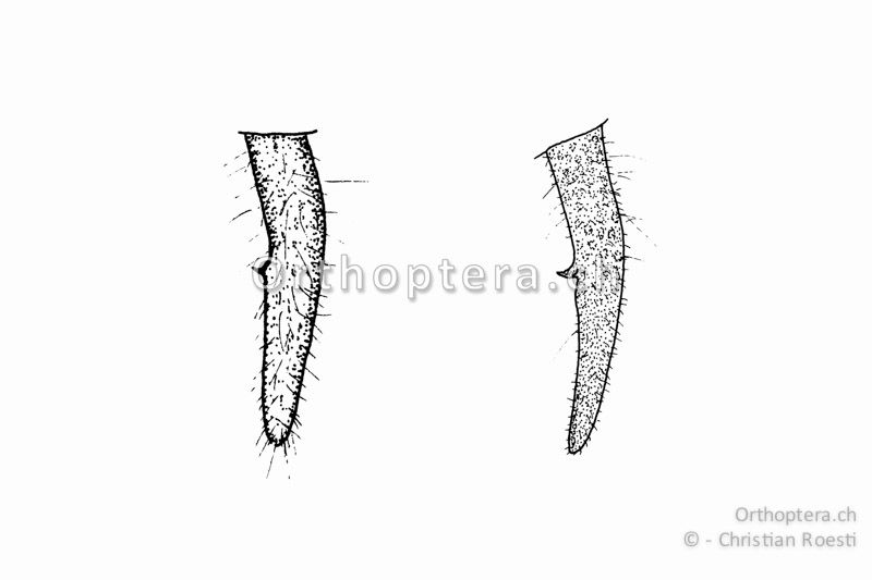 Rechter Cercus von zwei verschiedenen ♂♂ von Pholidoptera fallax. Der winzige Innenzahn liegt in der Mitte der Cerci.