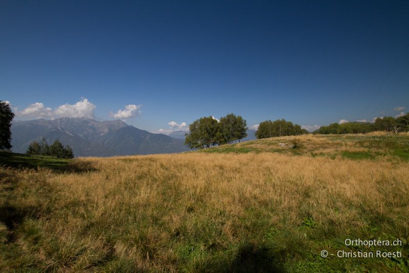 Langgrasige Alpwiese - CH, TI, Isone, Mt. Matro, 04.09.2013