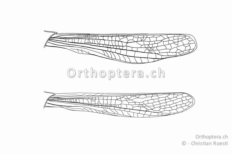 Vorderflügel von Gomphocerippus rufus in natürlicher Stellung. Oben vom ♂ unten vom ♀. Das Medialfeld ist nicht erweitert.