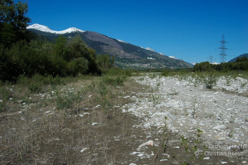Feuchte Senke mit Tamarisken und Zwerg-Rohrkolben auf einer Schwemmfläche der Rhône - CH, VS, Salgesch, 19.05.2007