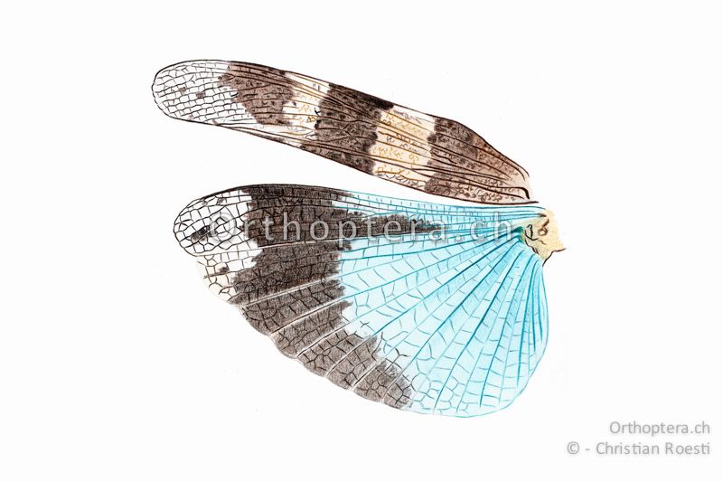 Linke Flügel von Oedipoda caerulescens ♂.