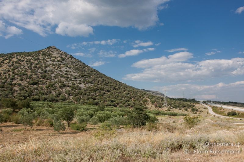 Hügel mit vielen offenen Felsflächen und Geröllfeldern mit spärlicher Krautschicht und zerstreuter Buschvegetation - GR, Ostmakedonien, Nea Karvali, 17.07.2013