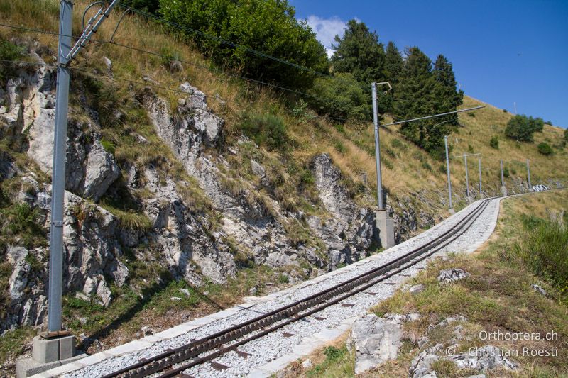 Exponierte Felsen mit Krautvegetation entlang der Mt. Generoso-Bahn - CH, TI, Mt. Generoso, 15.09.2013
