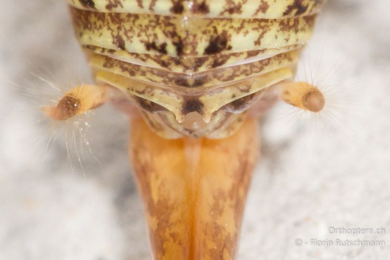 Hinterleibsende von Troglophilus neglectus ♀ von oben betrachtet. Die Endloben des 10. Rückensegments sind kurz und dornartig vorstehend. Dazwischen befindet sich eine halbkreisförmige Ausrandung - CH, SG, Wartau, 10.09.2013