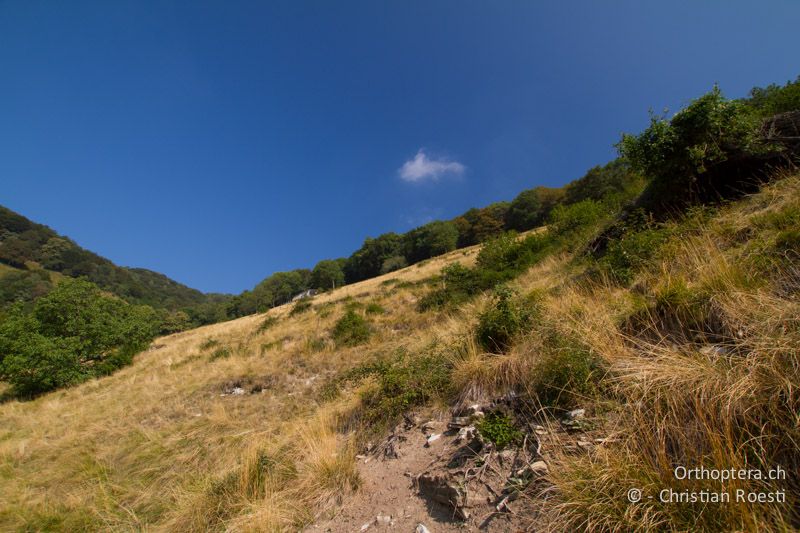 Durch Beweidung offen gehaltene Waldlichtung im Tessin, die aufgrund des langen Grases, den offenen Bodenstellen und den Brombeeren recht strukturreich ist - CH, TI, Monte im Muggiotal, 04.09.2013