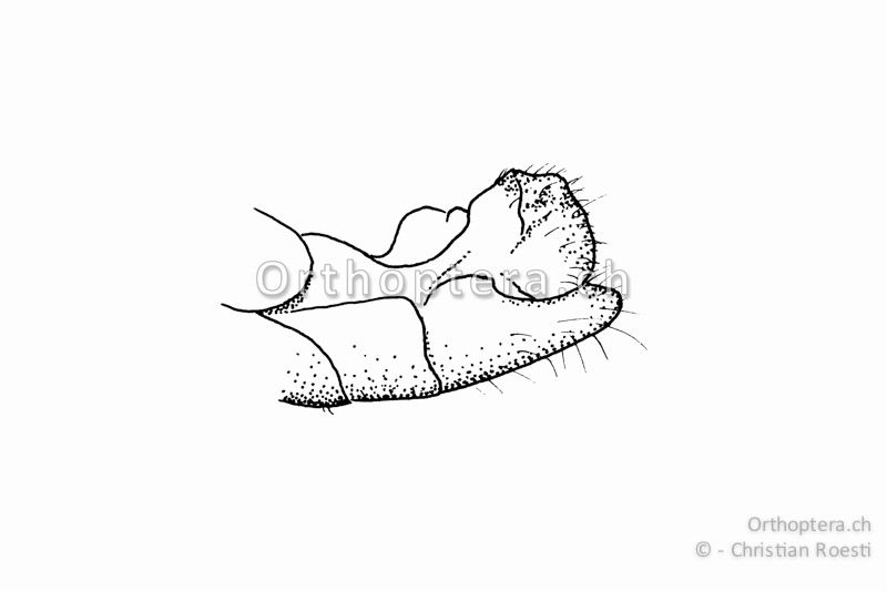 Genitalkapuze von Calliptamus barbarus ♂ von der Seite. Im Gegensatz zu derjenigen von Calliptamus italicus ist sie abgerundet und nicht sichelförmig nach hinten verlängert.