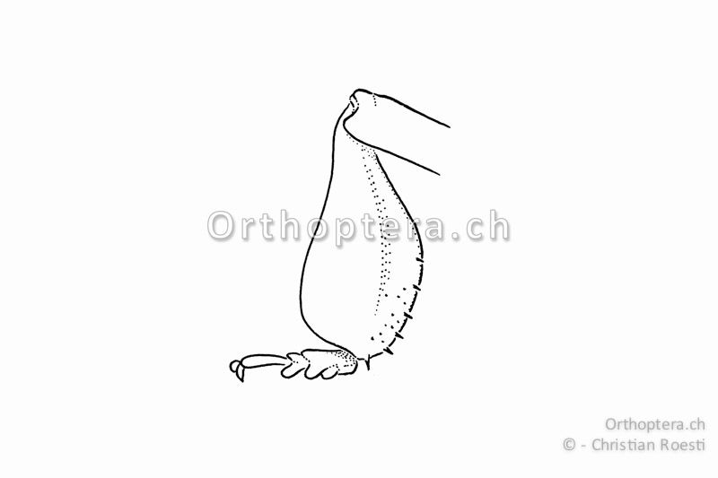 Vorderschiene von Gomphocerus sibiricus ♂. Sie ist blasenförmig erweitert.