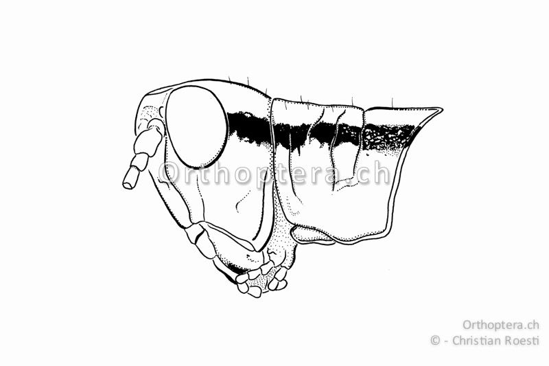 Kopf und Halsschild von Mecostethus parapleurus ♂. Der Halsschild hat keine Seitenkiele und die Foveolen fehlen. Vom Auge verläuft ein dunkles Band bis zur Flügelbasis.