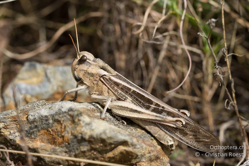 Locusta migratoria ♀ - FR, Pyrénées-Orientales, Banyuls, 31.10.2011