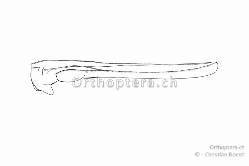 Halsschild von Tetrix subulata ♀, langdornig. Der Halsschild-Mittlkiel ist wenig erhaben und verläuft fast gerade in die Spitze. Die Hinterflügel überragen leicht die Dornspitze.