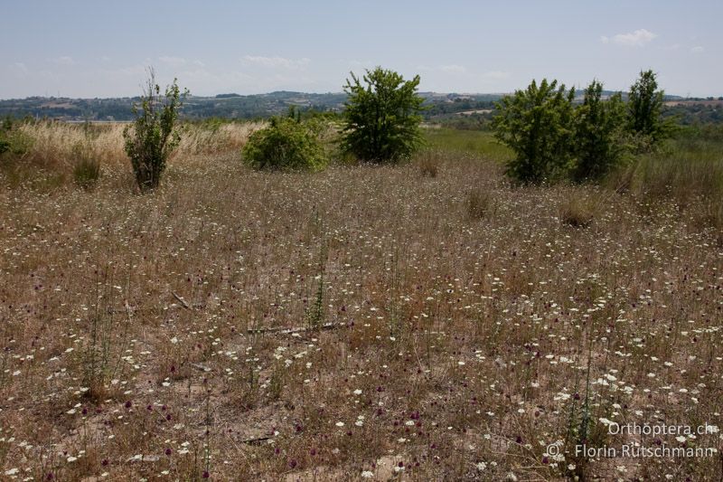 Lückiger Bewuchs auf einer Sandfläche im Brackwasserbereich - GR, Zentralmakedonien, Methoni, 11.06.2009