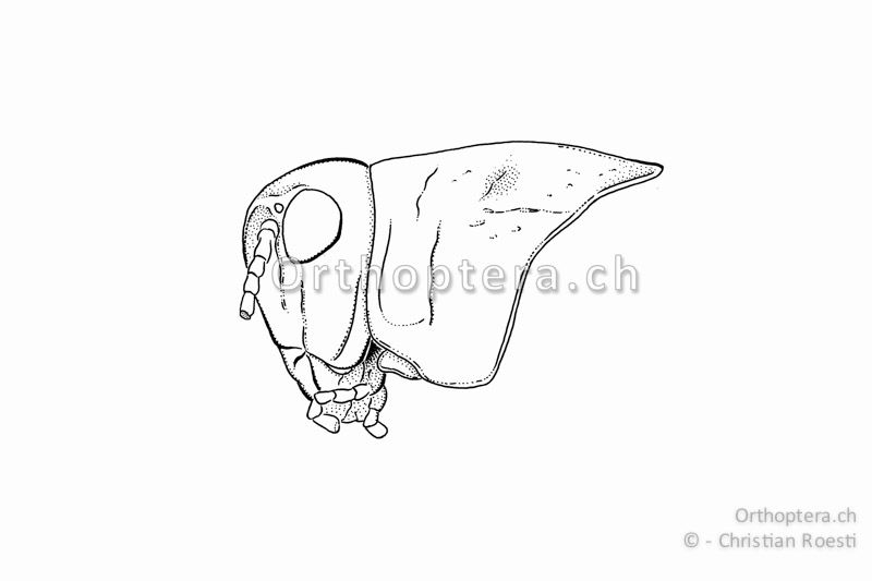 Kopf und Halsschild von Psophus stridulus ♂. Der Kopfgipfel ist stumpfwinklig.