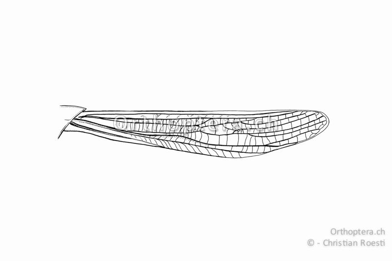 Linker Vorderflügel von Chorthippus albomarginatus ♂ in Ruhestellung am Tier.