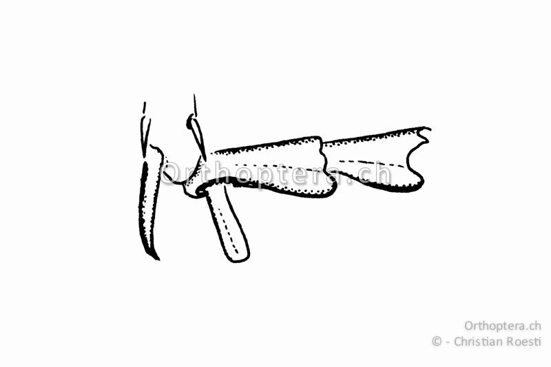 Metatarsus von Gampsocleis glabra ♂. Die Sohlenlappen sind frei und beweglich.