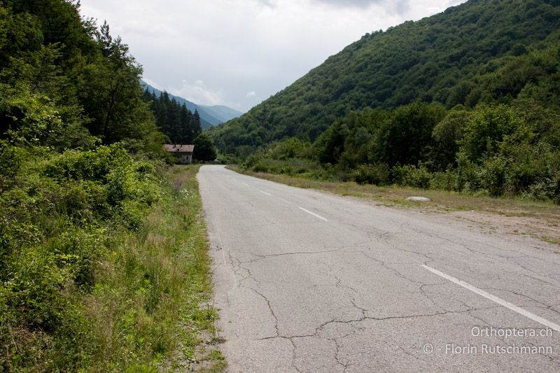 Übergang von Krautsaum zu Gebüschen entlang eines Strassengrabens - BG, Oblast Sofia, Mt. Rila, 01.07.2009