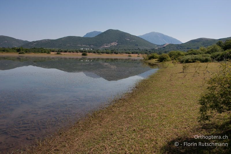 Feuchtes Ufer mit kurzgrasiger Vegetation. Das Ufer wird intensiv mit Schafen beweidet - GR, Epirus, Ampelia, 11.07.2011