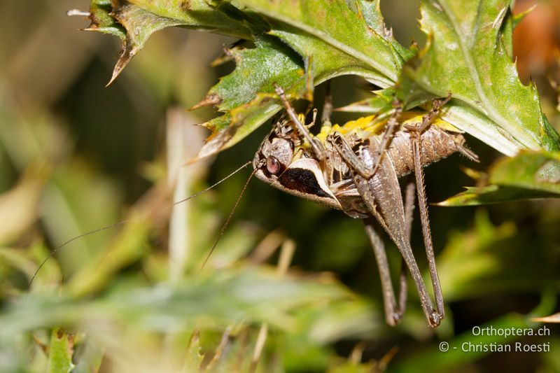 Pholidoptera fallax ♂, singt kopfüber in einer Distel - CH, TI, Bellavista, Mt. Generoso, 03.09.2013