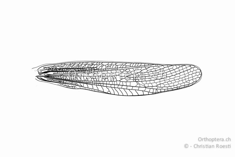 Vorderflügel von Chorthippus brunneus ♂.